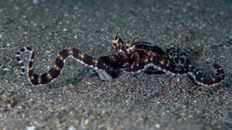 The Mimic Octopus: Master of Disguise .